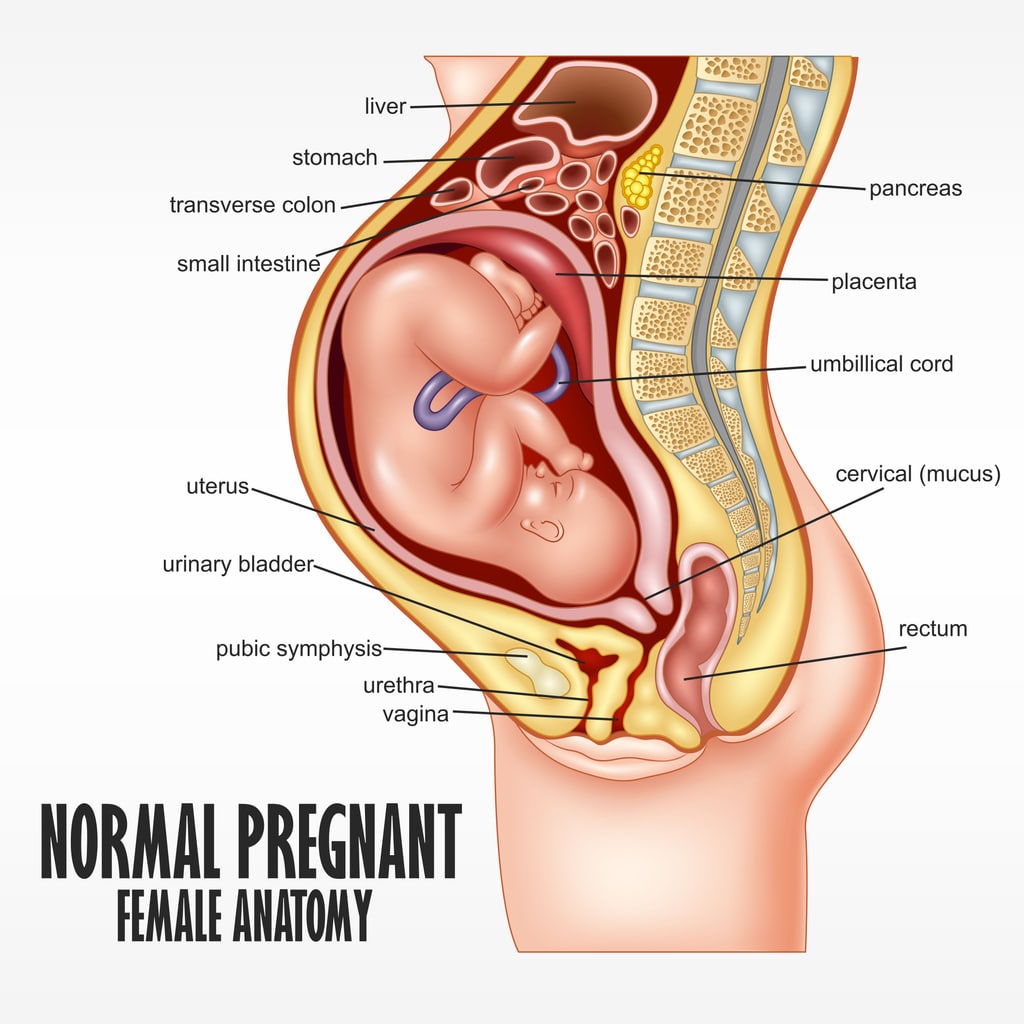 Anatomy of a pregnancy