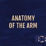Upper Arm Anatomy for Brachioplasty Patients