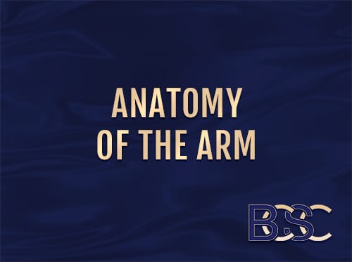 Upper Arm Anatomy for Brachioplasty Patients