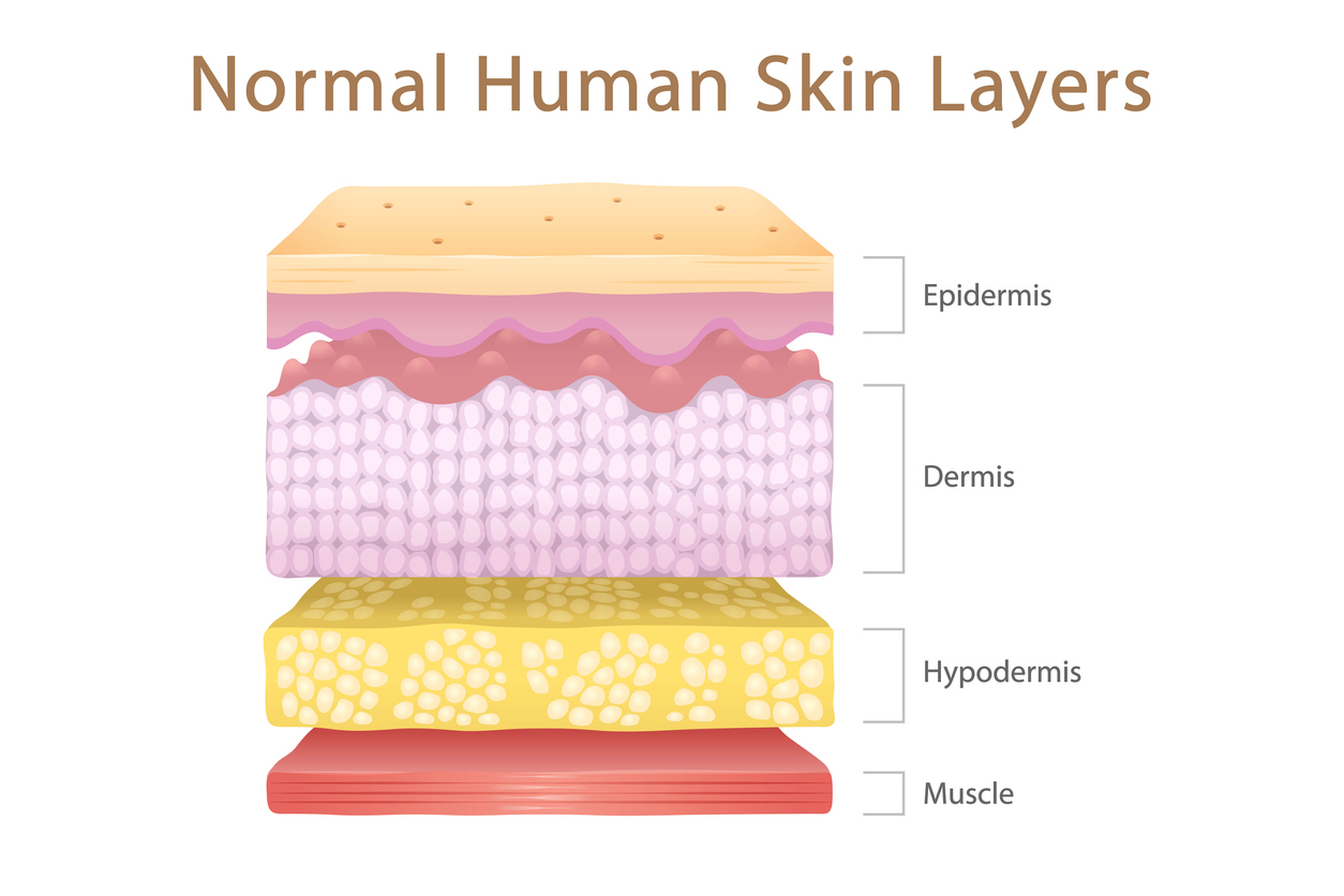 Layers of the skin