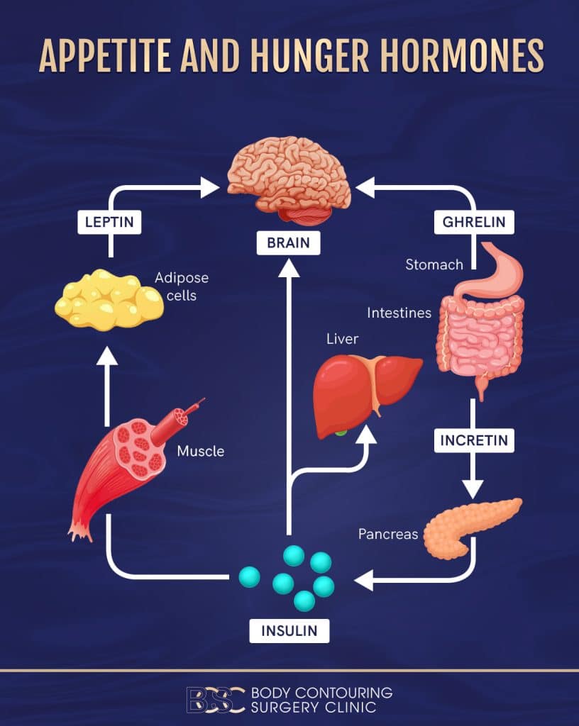 The Biological Mechanisms Behind Weight Loss