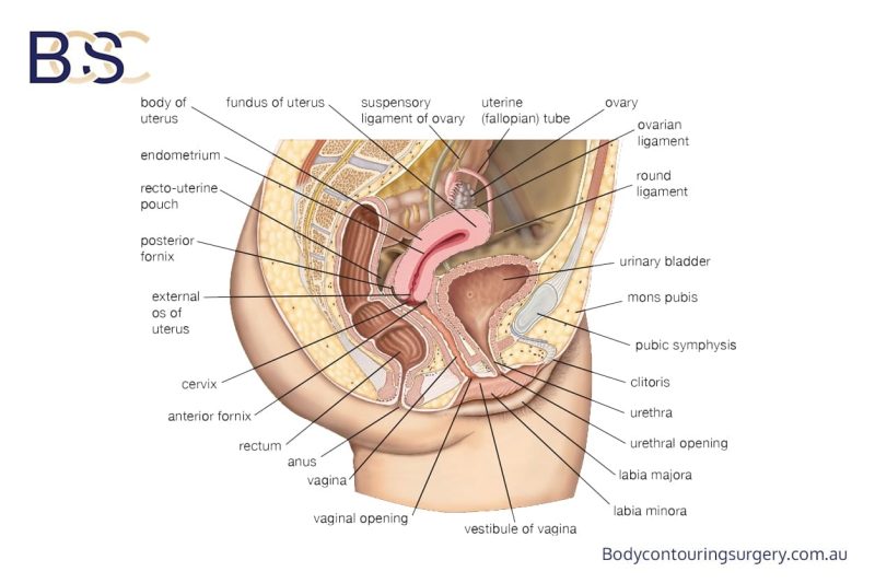 Pubic anatomy