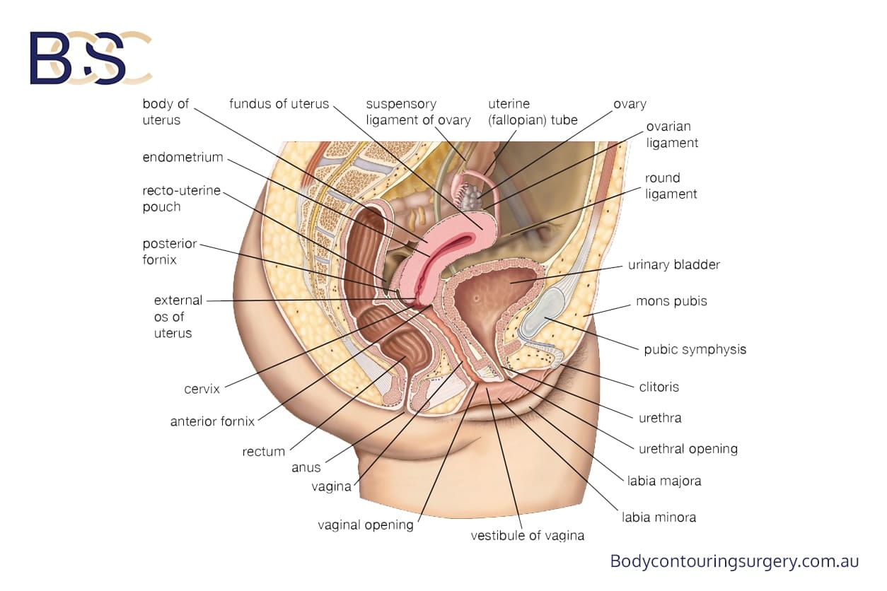 Pubic anatomy